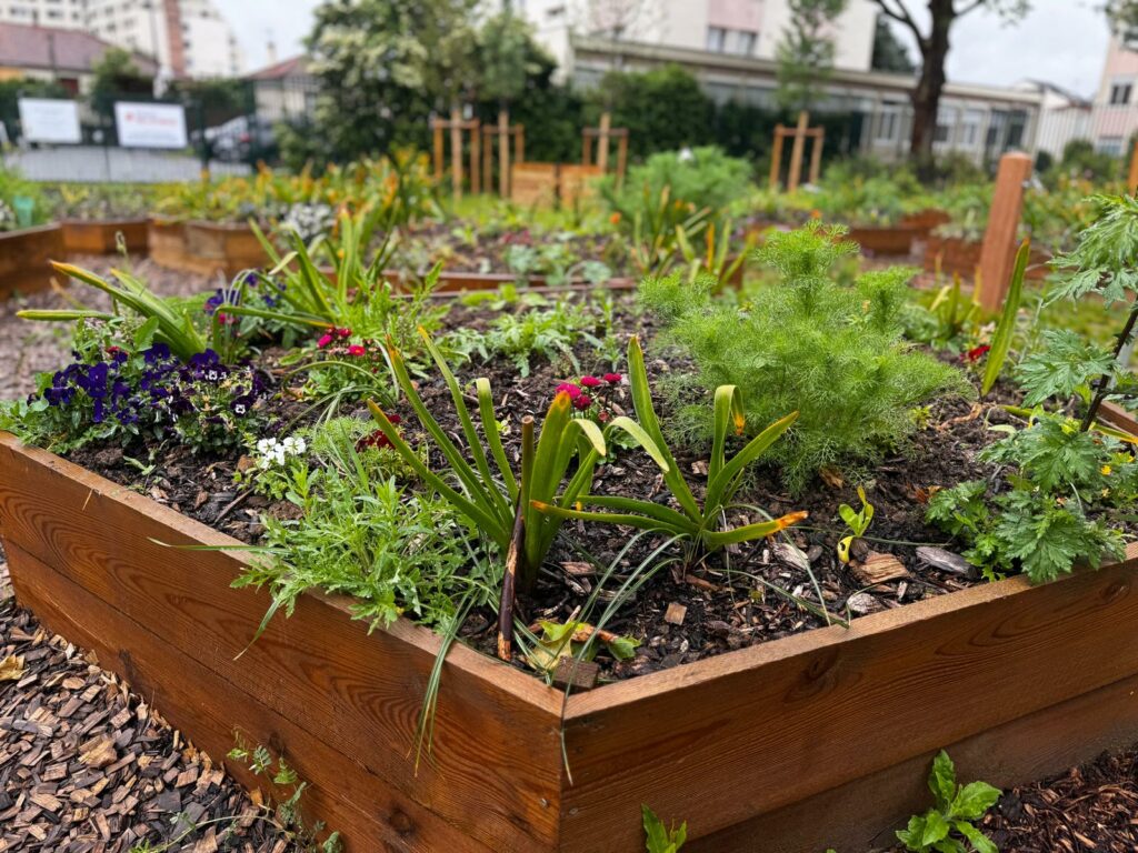 Vue d'un bac du jardin pédagogique de Saint-Gratien