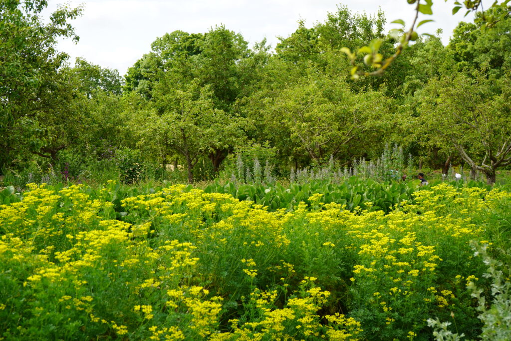 Jardin du château de la Roche Guyon