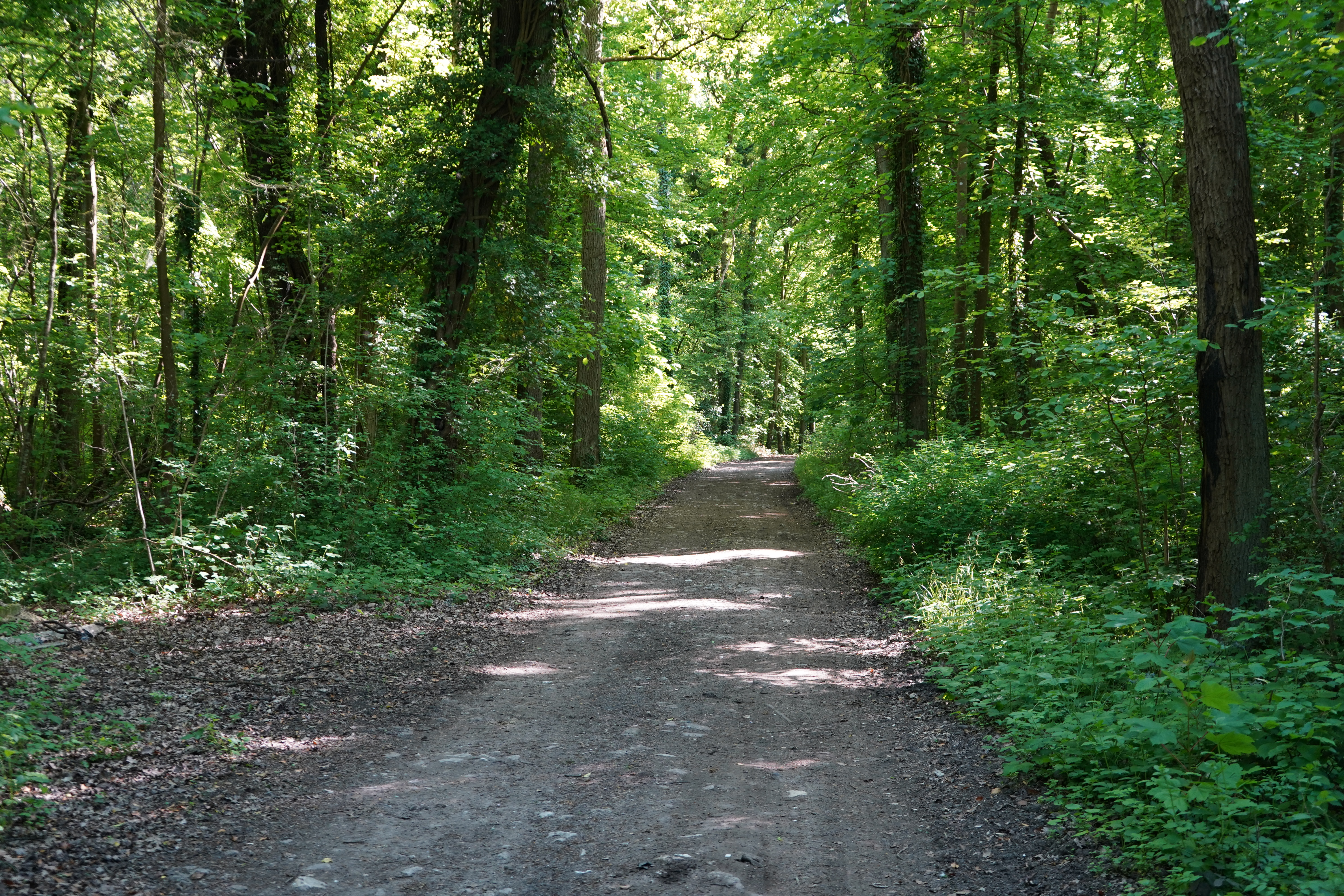 Bois du Chesnay, avril 2025